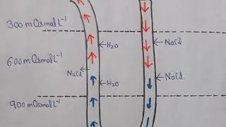 Counter current mechanism simple explanation kidney