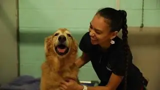 Hanrob Pet Hotels Darwin