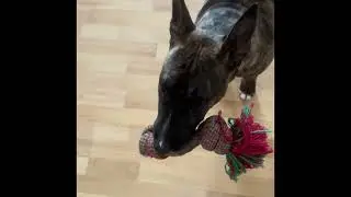 I have a dog that just wants to play..