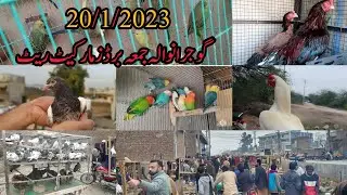 Gujranwala Friday Birds market last update Friday Birds market Gujranwala bird's  price update ||