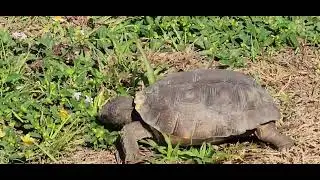 A Young Gopher Tortoise eats a wild mallow plant.