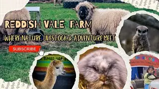 Reddish Vale Farm: Where Nature, Livestock and Adventure Meet, Manchester: Ep 3