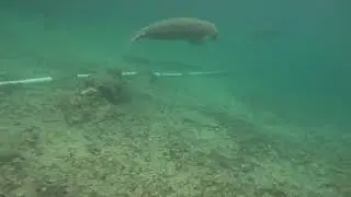 Manatees Leaving 3 Sister Springs