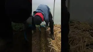 Sowing Potatoes In A Polytunnel