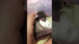 Baby bat King is nursing sweet baby formula. #bat #baby #puppy #rescue #wildlife #animals #cute