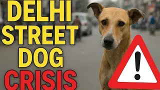 🐕 The Street Dog Crisis in Delhi 🏙️ | Problems, Solutions & Reality Check