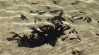 Sensi