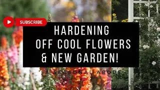 How to harden plants | Designing a New Garden | Cool Hardy Annuals | Growing Ranunculus zone 6