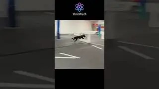 Can These Dogs Win the Race with Theta Brain Wave Therapy
