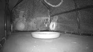 Cat-proof hedgehog feeding station!