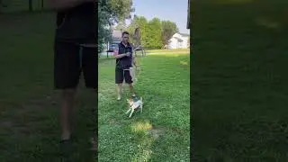 How To Use The Flirt Pole To Exercise Your Dog