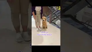 Meet Sailor: Star of the Seas' Chief Dog Officer!🐾
