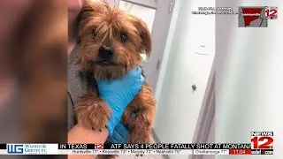 More than 40 dogs rescued from hoarding situation