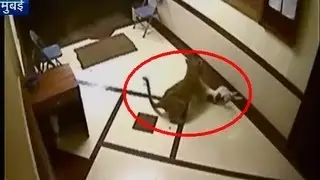 Must watch: Leopard enters Mumbai flat, carries away pet dog