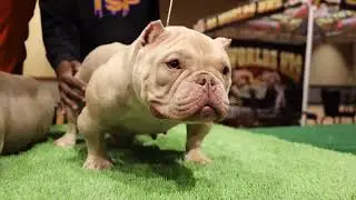 BULLY-CON IN PA 2022