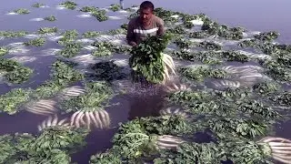 Reddish Growers Facing Loss, Appeal Govt To  Fix Rates
