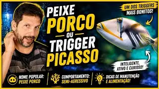Peixe PORCO ou Trigger PICASSO