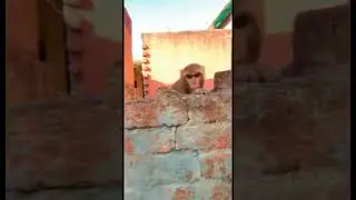 Monkey funny #video#funny #funnyshorts #monkeyfunnyvideo