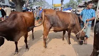 ১৬/১/২০২৬ || সুন্দর সুন্দর গাভিন গরুর বাজার দেখুন বগুড়া বিখ্যাত ধাপের হাট থেকে || goru hat cow milk