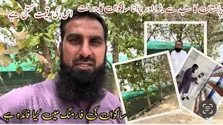 Teak Plant | Tissue culture in teak planting | IR FARM