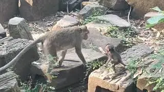 Dakota walking with pepper on Natural Stone in evening time