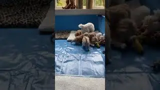 Maltipoo Puppy Timelapse - DAY 1 until NOW #shorts