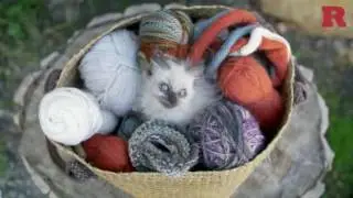 These Record-Breaking Cats Will Shock You | Rare Animals