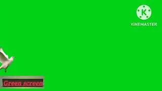 GREEN SCREEN Dove birds Flying effects HD No copyright  | chroma key pigeon#gaming