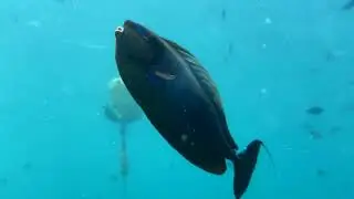 SCUBA Diving in the Maldives with Werner Lau Diving Centre Filitheyo (February 2024)