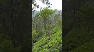 Know more about Assam Tea. Morning Tea #facts #insight #assamtea #assam #tea #chai #indiantea #india
