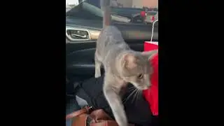 The cat distribution system has chosen you 🥰🥰Congratulations!!#cat #cats #fyp #funny #usa #foryou