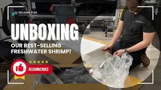 Unboxing Our Best-Selling Freshwater Shrimp & Fish! | Splashy Fish Store Haul