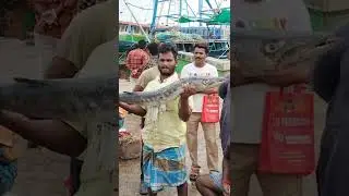 Cuddalore OT Harbour fish market