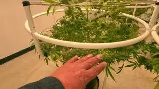 Brenden's WEBBGRO garden week 7 of flower, 16 different strains!