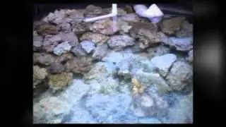 Live Rock for Aquariums - Dania Beach, Florida | 954.367.5253 | DECO Rock & Live Sand