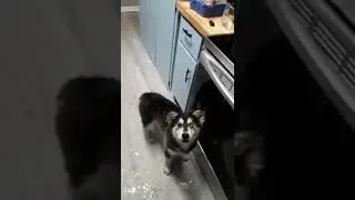 My Goberian VS Water