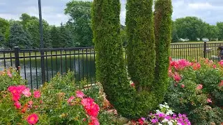 Chicago SV temple 🛕 / beautiful natural flowers  #shorts  #flowers  #nature 