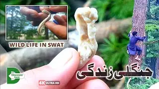 Wild Life In Swat Valley Forest | Amazing Person | History Of Swat | Discover Pakistan | جنگلی حیات