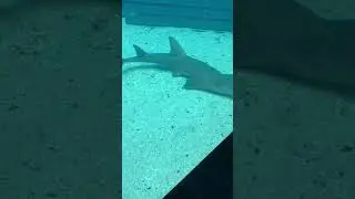Bottlenose Wedgefish