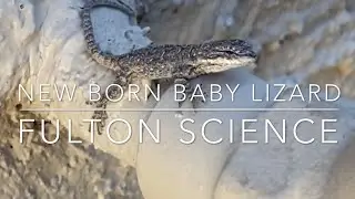 Newborn baby lizard!