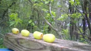 Benjamin Discovery test #5 (fruit salad special)