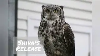 Great Horned Owl Release