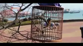 Bird-Walking in China