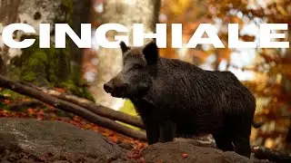 Lezione Mammiferi Appennino | Ep. 10: Il Cinghiale –L'Animale Eterno
