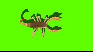 SCORPION GREENSCREEN EFFECTS #GREENSCREENVIDEOS #ANIMATIONZONE
