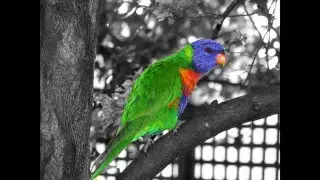 Splash of Color