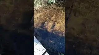 salmon fighting 2024! #fish #fishwatching #salmon #fighting  #naturelovers