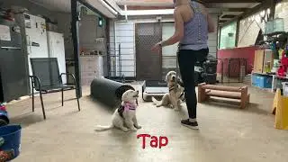 Daphne+Izzy- My Hypo Alert Dog, #cute #puppy #goldenretriever #hypopuppies #medical alertdog #dog