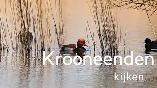 Krooneenden kijken / Observing Red-crested Pchards #615