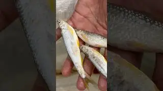 Fishing video | Asaan fishing tips | amazing fishing videos #amazing #shorts #shortsfeed #ytshorts